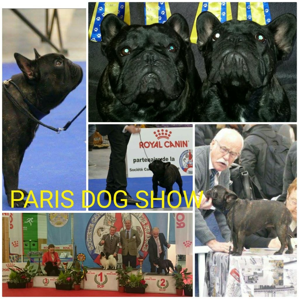 Des Jardins Du Roy Henry - Meilleur de Race  et Meilleurs voeux 2017 depuis le PARIS DOG SHOW
